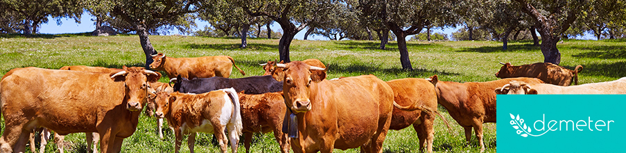 amplía))) leads 'DEMETER', a new IoT project in the field of extensive livestock farming.